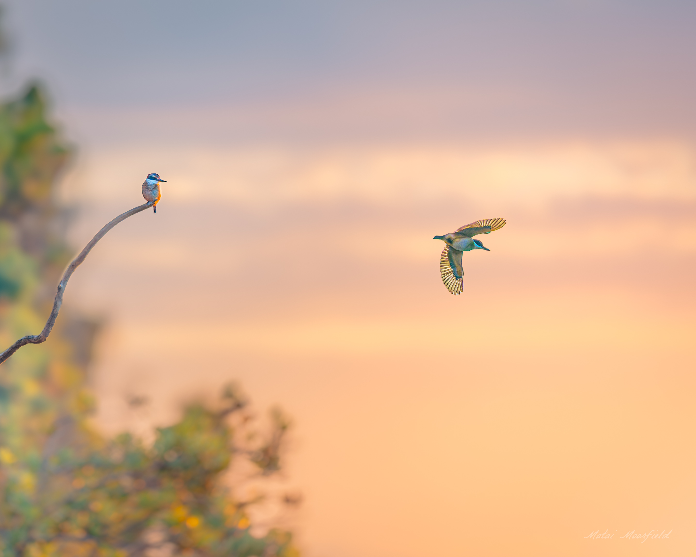 Kingfisher taking flight and perched on a branch